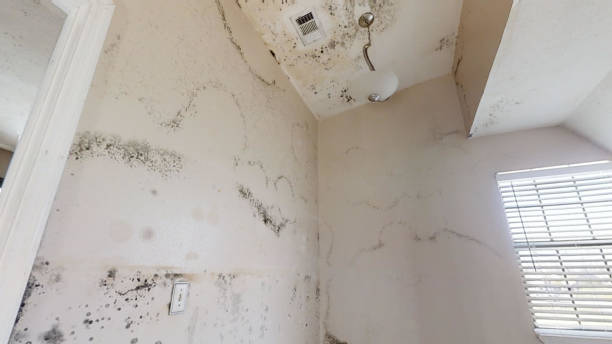 Mold Removal